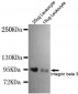 Integrin beta 3(N-terminus) Antibody
